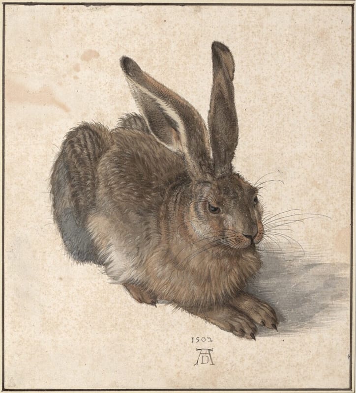 Albrecht Dürer. Feldhase, 1502. 