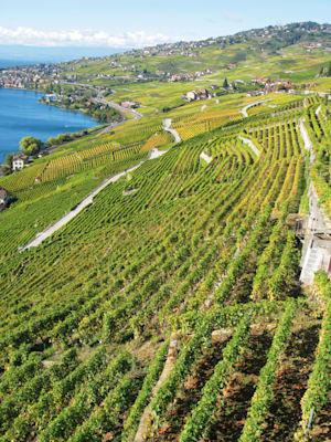 Schweiz: Lavaux