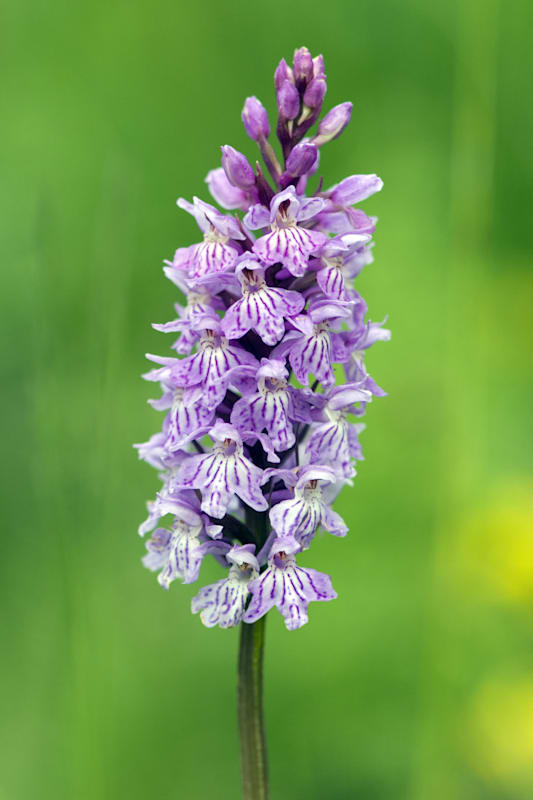 Knabenkraut: Geflecktes Knabenkraut