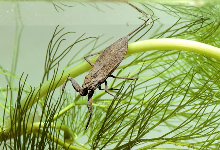 Skorpionswanzen: Wasserskorpion