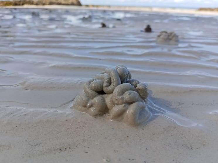 Wattenmeer: Wattwurm