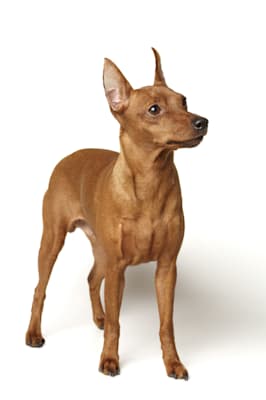 Pinscher: Rehpinscher