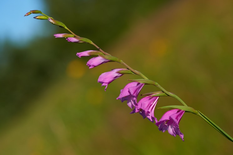 Gladiole: Wiesensiegwurz