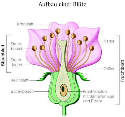 Blüte