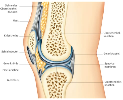 Kniegelenk