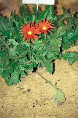 Gerbera: Gerbera jamesonii