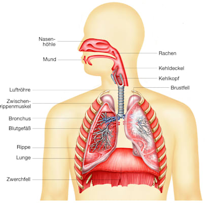 Atmung: Atemtrakt