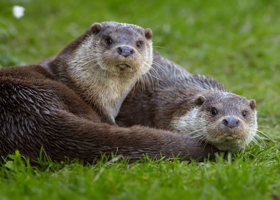 Otter: Europäischer Fischotter