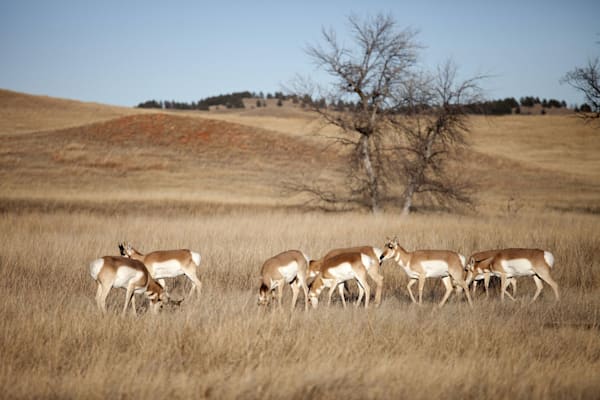 Wind Cave National Park: Antilopen