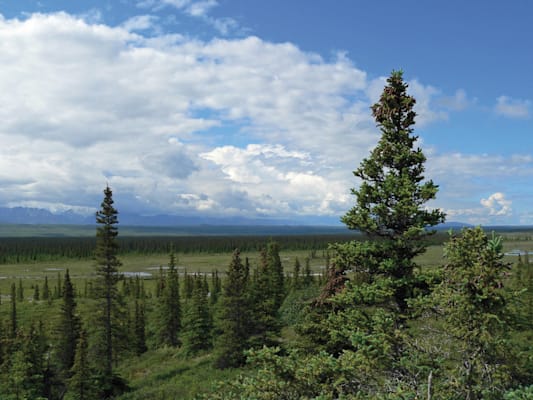 Wald: Waldtundra