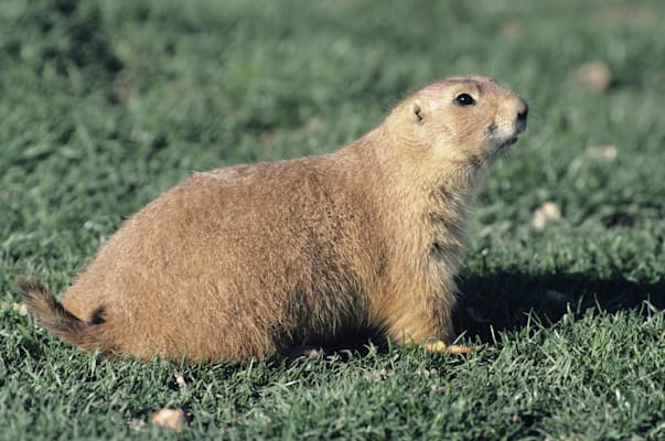 Hörnchen: Präriehund