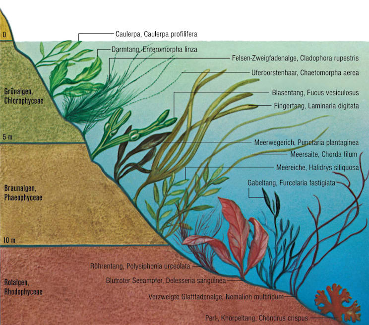 Algen: Vegetationsprofil