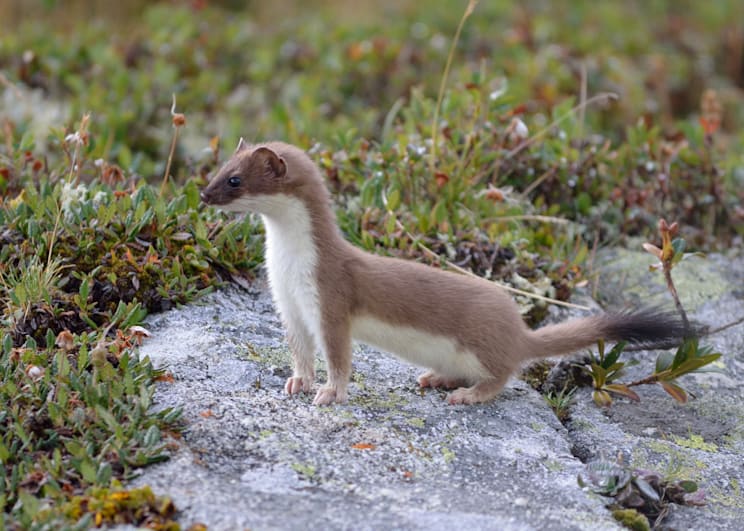 Hermelin: Sommerfell