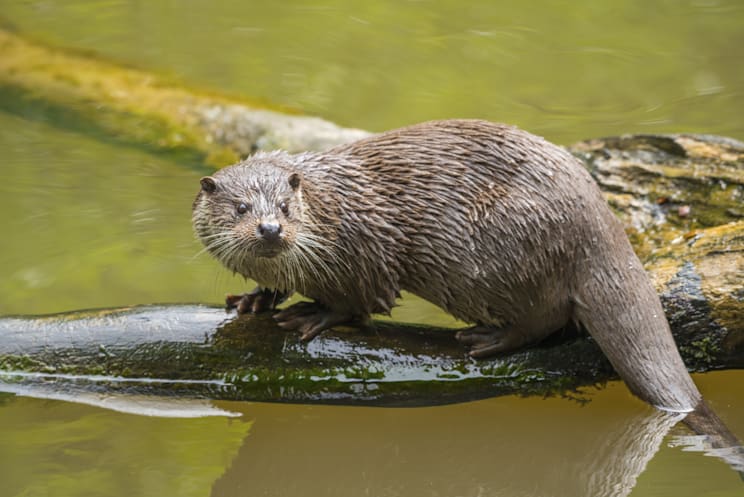 Otter: Europäischer Fischotter