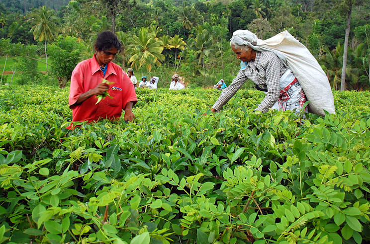 Tamilen: Teepflückerinnen