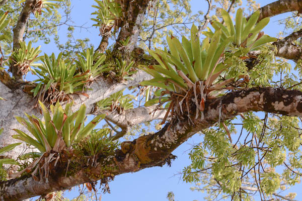 Epiphyten