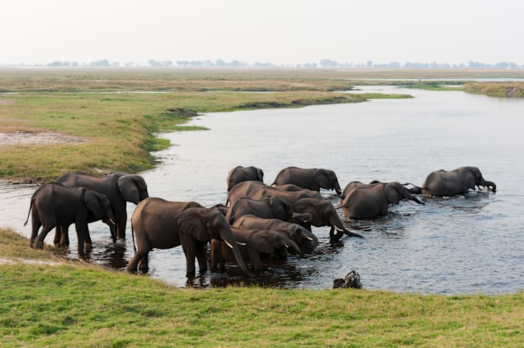 Chobe-Nationalpark: Elefanten an einer Wasserstelle
