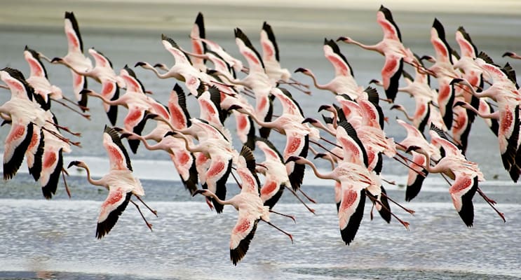 Flamingoflug im Nationalpark Ngorongoro