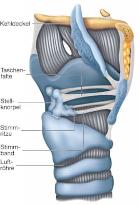 Kehlkopf