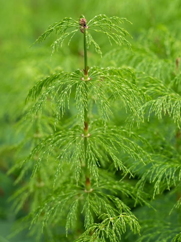 Schachtelhalm: Ackerschachtelhalm