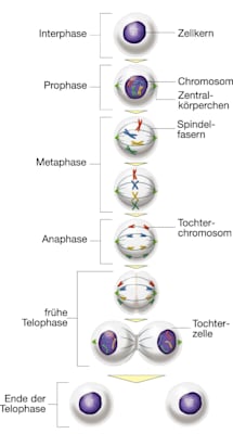 Zellteilung