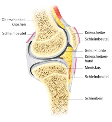 Aufbau eines menschlichen Kniegelenkes (Schema)