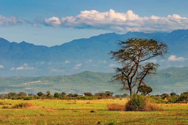 Savannenlandschaft in Uganda