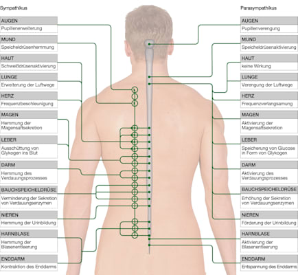 Vegetatives Nervensystem