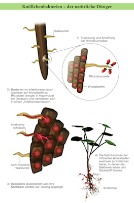 Knöllchenbakterien – der natürliche Dünger (Grafik)