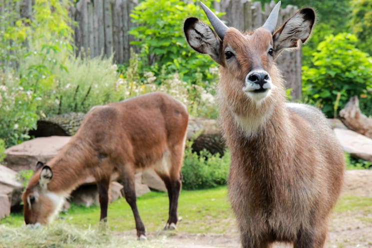 Serau: Japanischer Serau