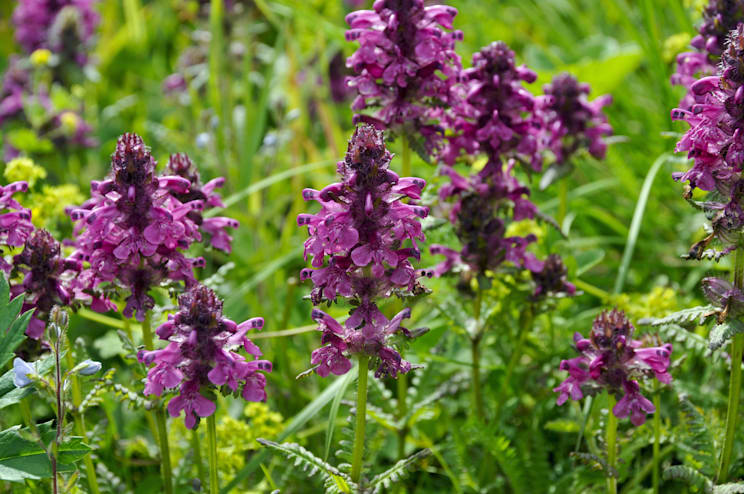 Läusekraut: Quirlblättriges Läusekraut (Pedicularis verticillata)