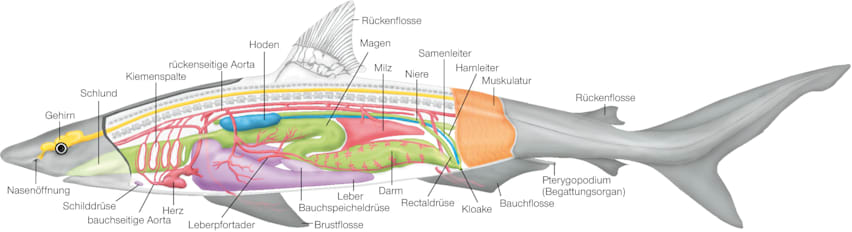 Anatomie eines Hais: Grafik