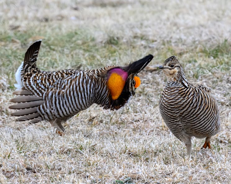 Raufußhühner: Präriehuhn