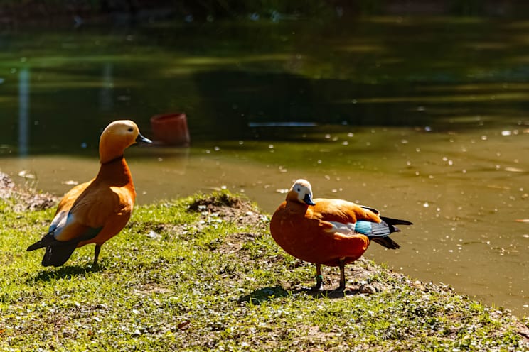 Halbgänse: Rostgans
