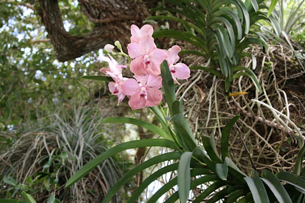 Orchideen