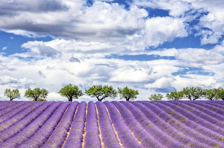 Lavendel