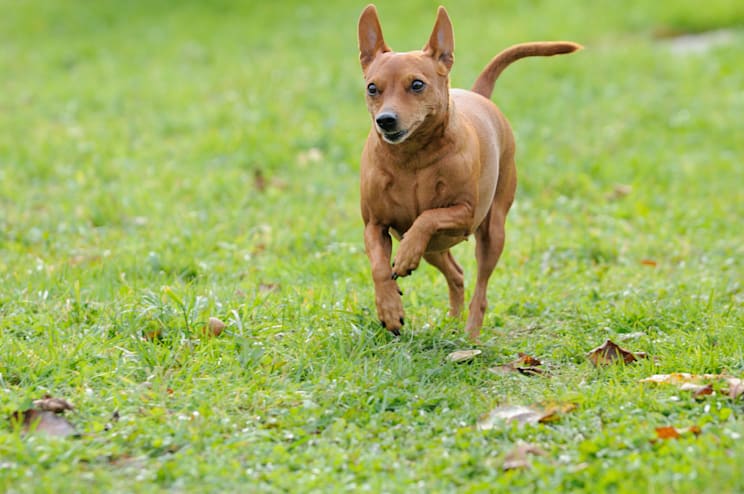 Pinscher: Rehpinscher