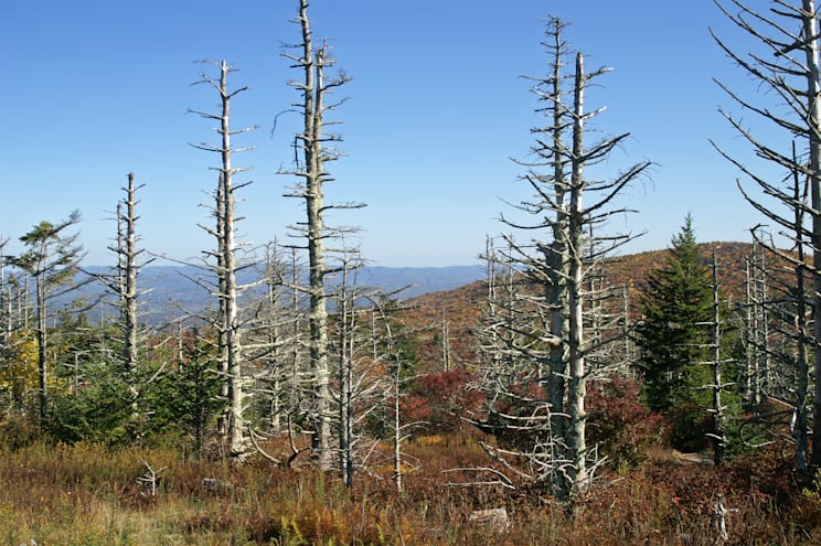 Waldschäden durch sauren Regen