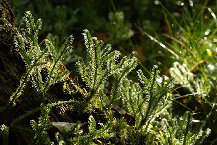 Bärlappgewächse: Kolbenbärlapp