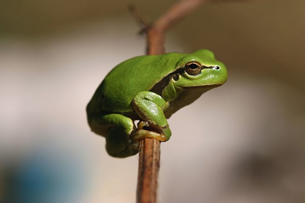 Amphibien: Europäischer Laubfrosch