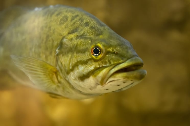 Schwarzbarsche: Forellenbarsch