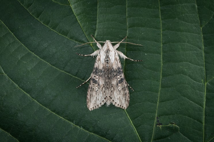 Mönchseulen: Beifußmönch