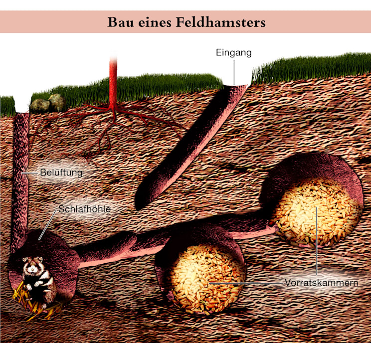 Feldhamster: Bau