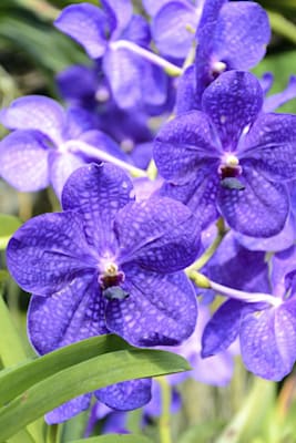 Vanda