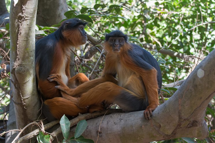 Stummelaffen: Westafrikanischer Stummelaffe
