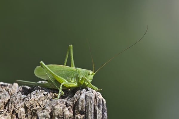 Laubheuschrecken: Grünes Heupferd