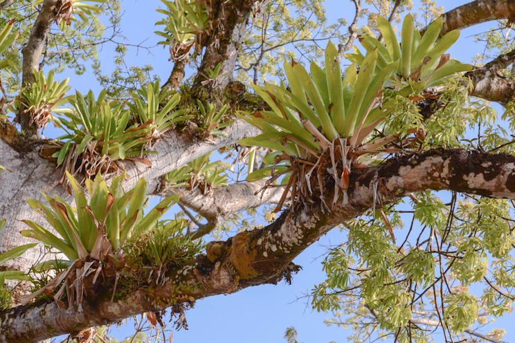 Epiphyten