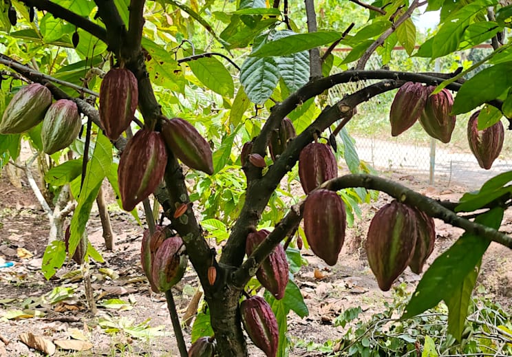 Kakaobaum mit Früchten
