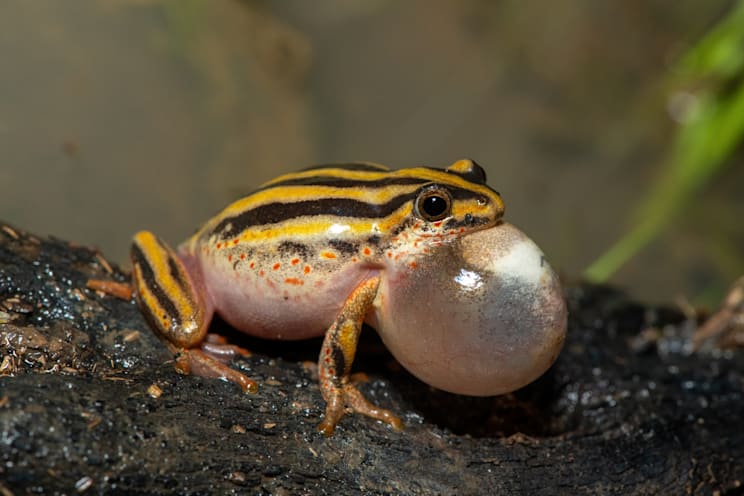 Riedfrösche: Marmorierter Riedfrosch