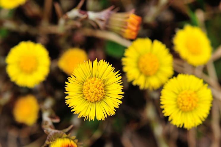 Heilpflanzen: Huflattich